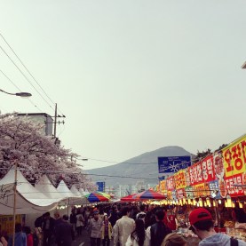 BBM KOREA | Jinhae, South Korea | Cherry Blossom Festival
