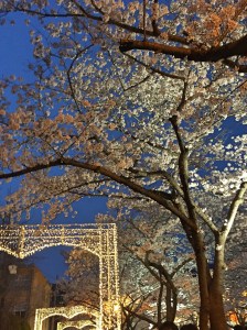 BBM KOREA | Jinhae, South Korea | Cherry Blossom Festival