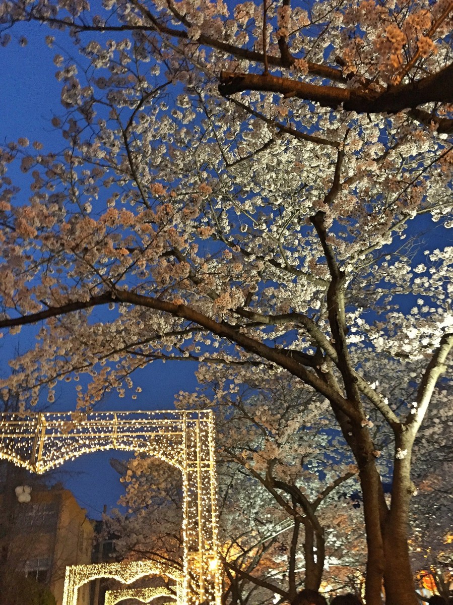 BBM KOREA | Jinhae, South Korea | Cherry Blossom Festival
