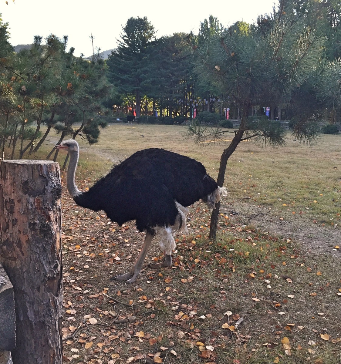 BBM KOREA | Nami Island, South Korea