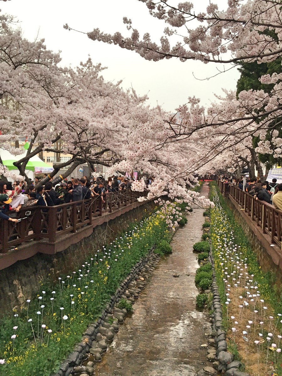 BBM KOREA | Jinhae, South Korea | Cherry Blossom Festival