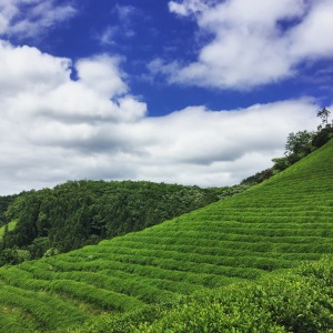 boseong daehan tea field