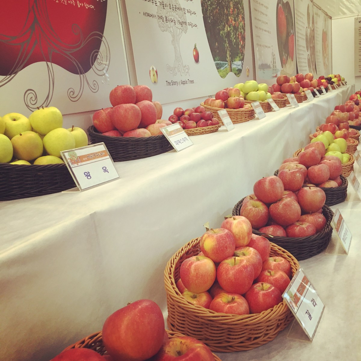 BBM KOREA | Cheongsong, South Korea | Cheongsong Apple Festival