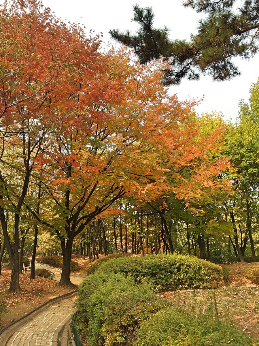 BBM KOREA | Cheongsong, South Korea | Cheongsong Apple Festival