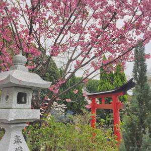 BBM KOREA | Kyoto, Japan | Fushimi Inari Shrine