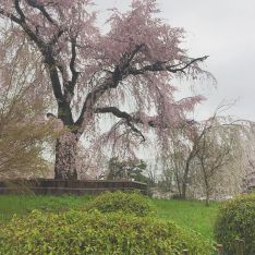 BBM KOREA | Kyoto, Japan