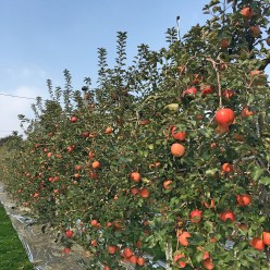 BBM TRAVELS | Yesan, South Korea | Apple Festival