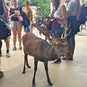 BBM TRAVELS | Miyajima, Japan 