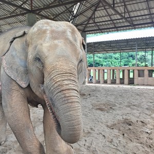 BBM TRAVELS | Chiang Mai, Thailand | Elephant Nature Park